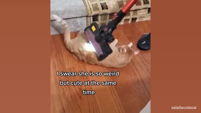 Relax With Cats - Compilation of funny cats for a good mood