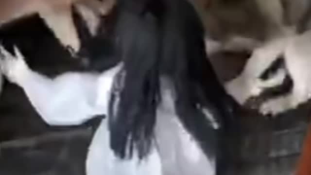 Tusky Dogs | Horror Baby Dolls | Playing Suddenly Dogs Barking | Funny Videos #dogs #dogsoftiktok