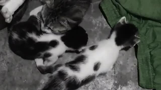 Cute Mews seen With Mother💙💙
