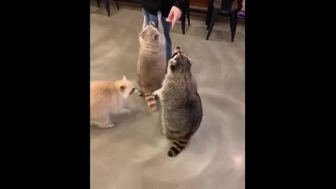 I am an obedient little tanuki