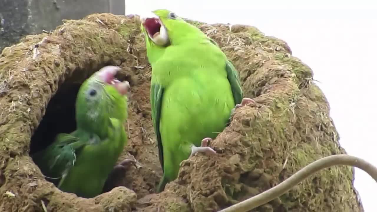 Amazing parrot video