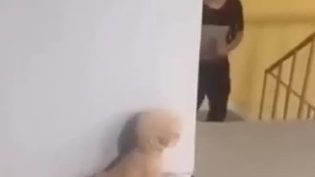 Cute little puppy tried to scare his Daddy ╰(*°▽°*)╯