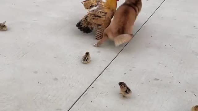 Dogs and chickens play together, while hens protect chicks