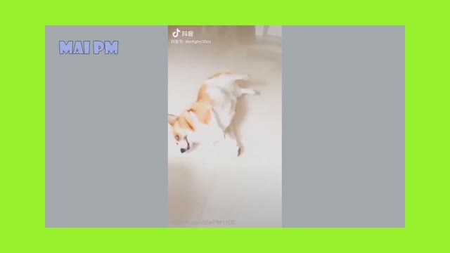 🤣new,Funny Dog ,and cats Videos 2021,