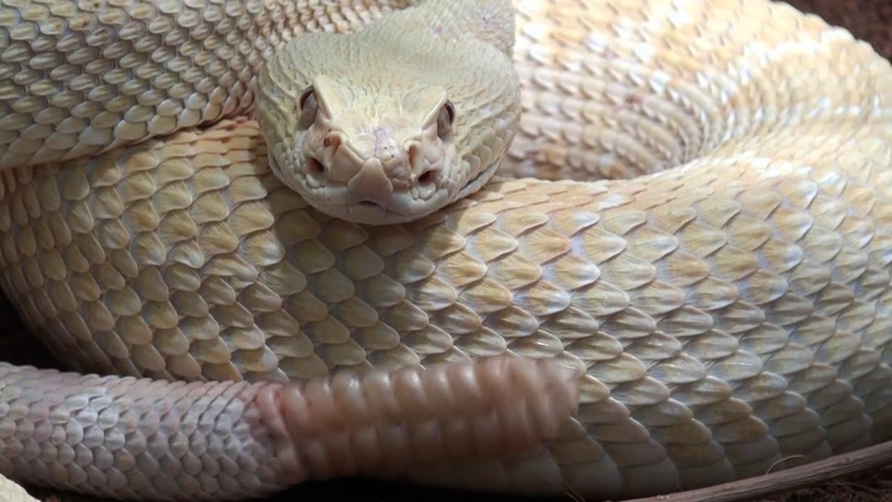 Beautiful Snake Video #like