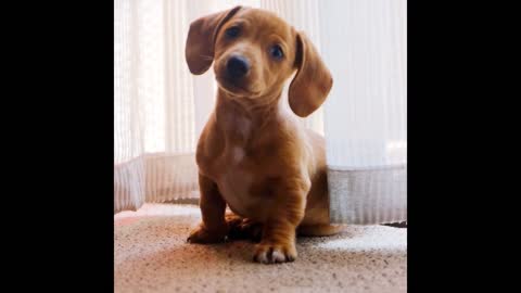 Dog, vs, mirror, funny