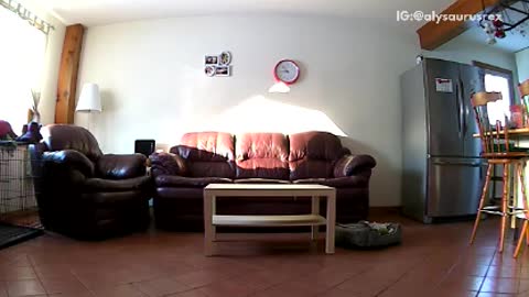 Brown dog jumps in front of security camera and moves it