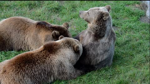 AMAZING FOOTAGE OF BEARS AND HIGHLAND LONG HAIR CATTLE