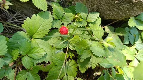 A red flower among green leaves