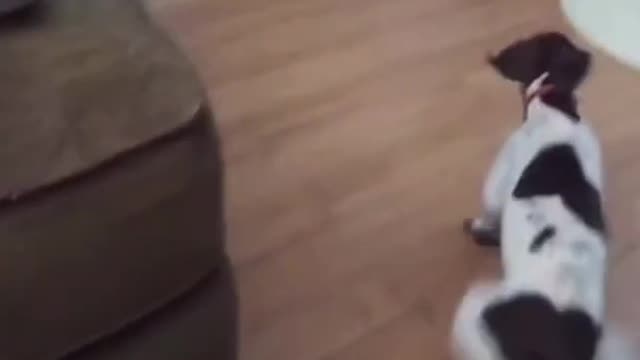 Animals funny interesting video
