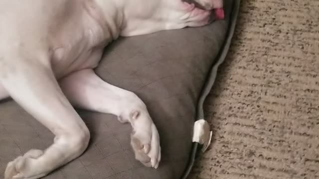 Dog Sleeping Funny