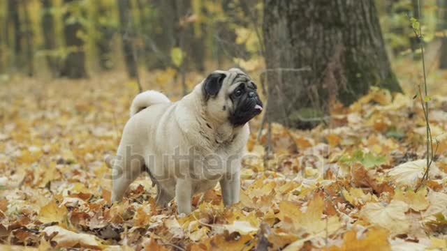 cute.funny.happy pug dog