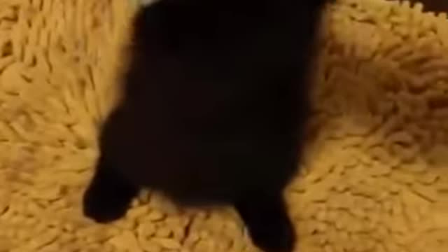 Cute black kitten playing with fingers ♙
