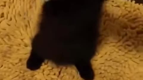 Cute black kitten playing with fingers ♙