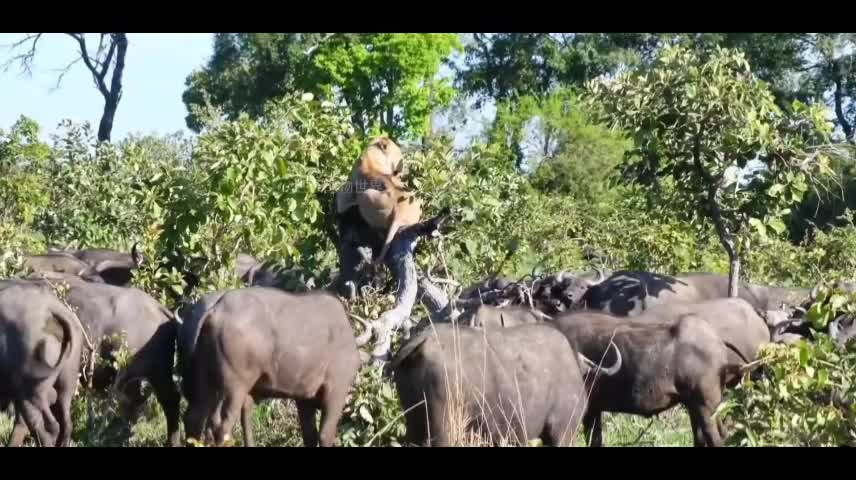 A lot of cows