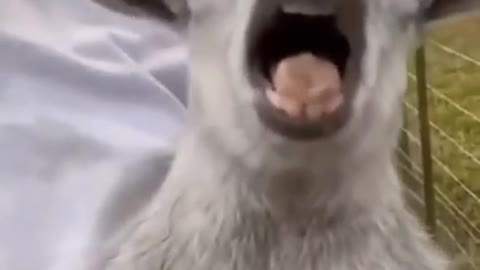 Wee～～ Funny Animals short tiktok funny animal