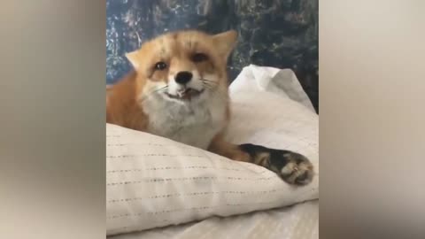 My pet fox nibbled on the pillow again