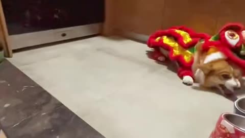 happy Corgi