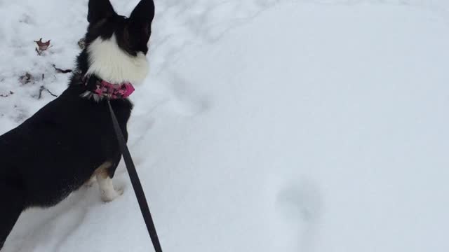 Corgis want to run on the ice