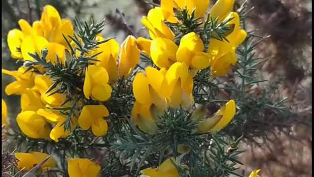 Gorse, golden glowing flowers of Ireland