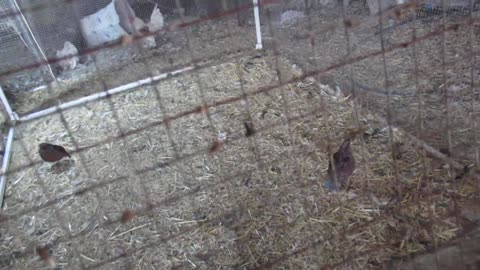 Silkie pullets (16)