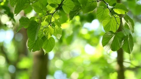 The buds turn green