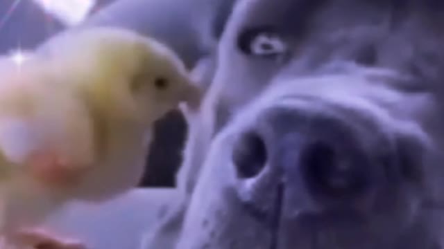 funny video doog ond bird 🤣🦮🐤