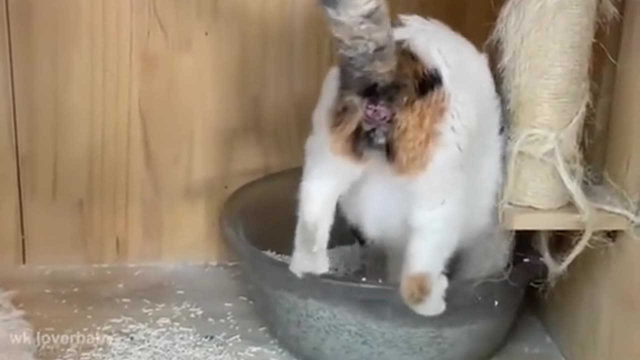 Funny cats video compilation