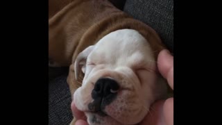 BamBam the English Bulldog and Pebbles the Jack Russell