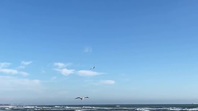 seagulls-flying-over-beach-in-slow-motion