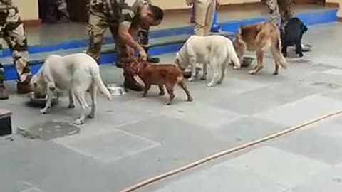 Dog training