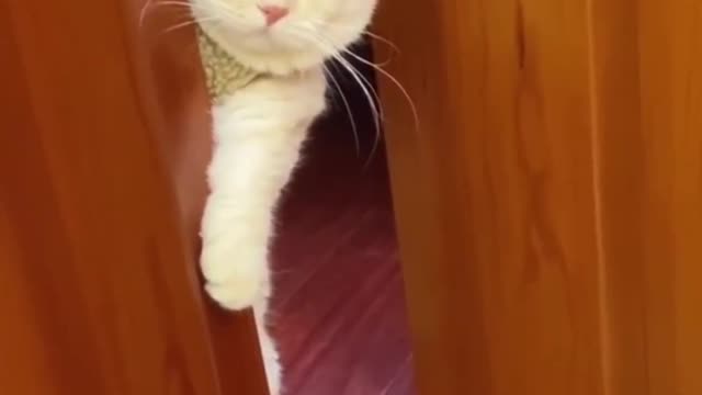 aggrieved kitten