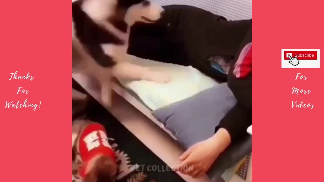 Cute And Funny Pet Videos Compilation # 1 ♥ Funny Dog Videos # 1