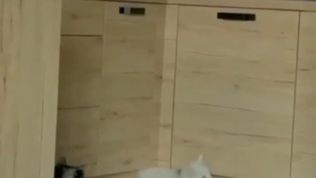 Funny Cat | Crazy Cat