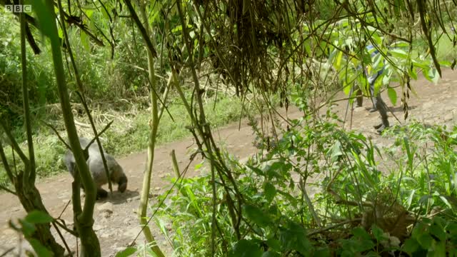 Silverback Gorilla Stops Traffic to Cross Road | Gorilla Family and Me | BBC Earth