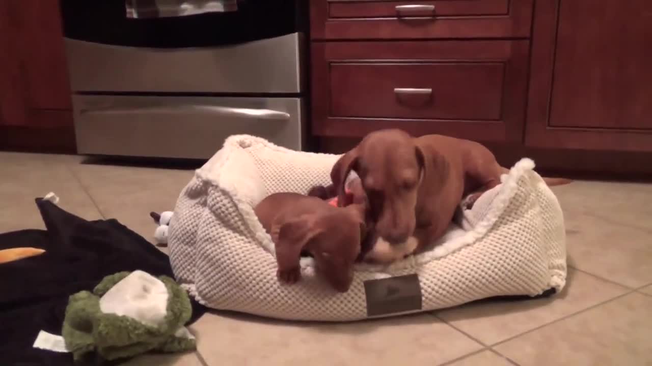 This Collection Of Dachshunds Ramps Up The Energy!