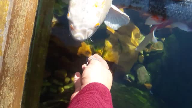 Petting the Koi fish!