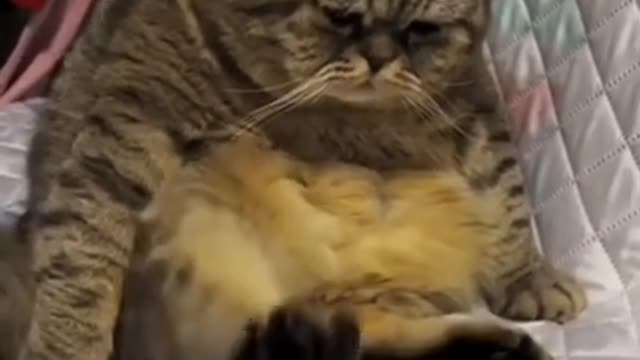 Funny Cat 😹 Cute Cat Videos