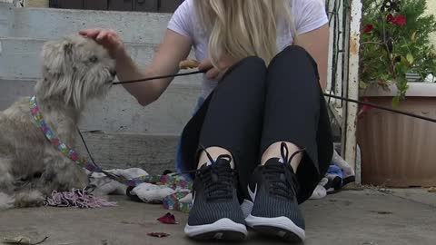 Dog left tied to a chair was so shut down