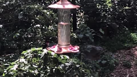 Beautiful hummingbird in your favorite spot