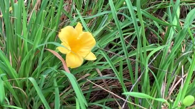 Beautiful little yellow flowers