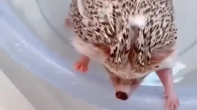 Bathing Welfred