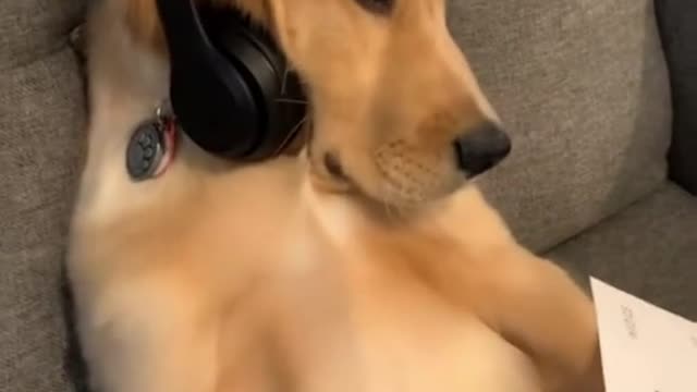 Funniest Dogs And Cats - Best Of The 2021 Funny Animal Videos