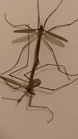 Mosquito sex