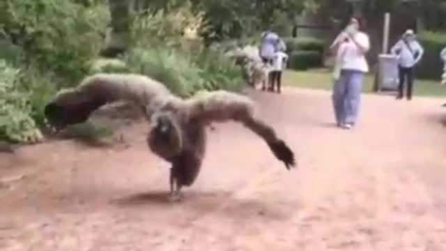 World's Biggest Andean Condon Vulture