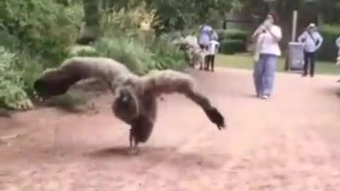 World's Biggest Andean Condon Vulture