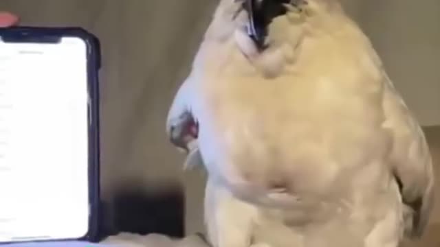 Parrotcockatoodancingonphonetonesp2