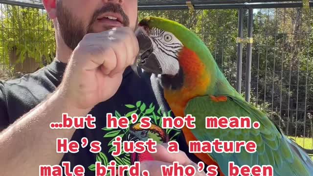parrot