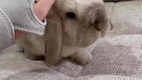 Please don't pet me! 🐰🙅🏻‍♀️