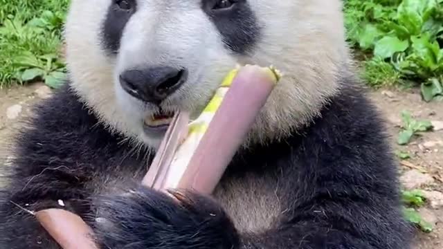 Giant pandas eat bamboo shoots very fragrant